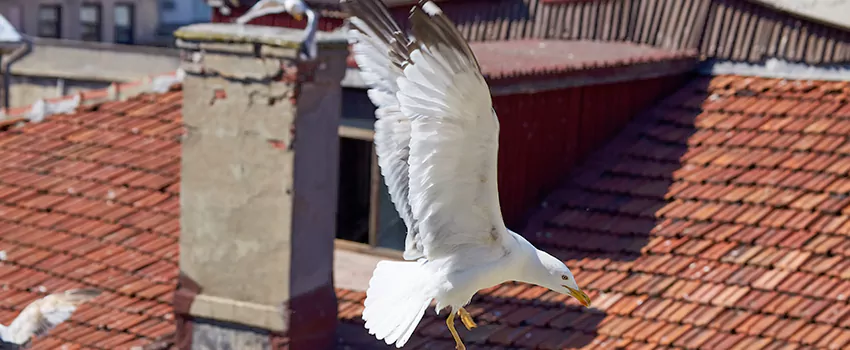 Residential Chimney Animal Removal Solution in Lima, OH
